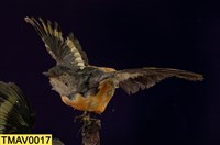 藏品(灰喉山椒鳥)的圖片